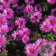 Aster n.-a. 'Vibrant Dome' GM P9