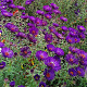 Aster n.-a. 'Helen Picton' GM P9