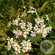 Aster umbellatus 'Weisser Schirm' GM P9