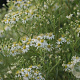 Aster umbellatus 'Weisser Schirm' GM P9