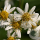 Aster umbellatus 'Weisser Schirm' GM P9