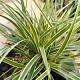 Carex morrowii 'Everglow' GM P9