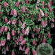 Campanula punc. 'Rubra' GM P9