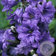 Campanula trachelium 'Bernice' GM P9