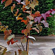 Cercis can. 'Forest Pansy' 175-200 cm 15L