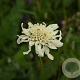 Cephalaria procera GM P9
