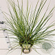 Cortaderia s. 'Pumila' 60-80 cm 4,0L
