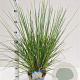 Cortaderia s. 'Sunningd. Silver' 60-80 cm 4,0L