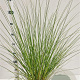 Cortaderia s. 'Sunningd. Silver' 60-80 cm 4,0L
