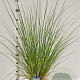Cortaderia s. 'Sunningd. Silver' 60-80 cm 4,0L