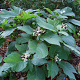 Deinanthe bifida GM P9
