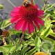 Echinacea Delicious Candy GM P9