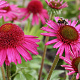 Echinacea Delicious Candy GM P9