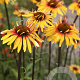 Echinacea 'Funky Yellow' GM P9