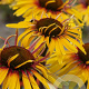 Echinacea 'Funky Yellow' GM P9