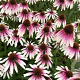 Echinacea Pretty Parasols GM P9