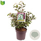 Elaeagnus ebbingei 50-60 cm 7,5L