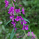 Epilobium angustifolium GM P9