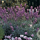 Erysimum 'Bowles' Mauve' GM P9