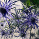 Eryngium bourgatii 'Pen Blue' GM P9