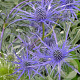 Eryngium bourgatii 'Pen Blue' GM P9