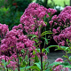 Eupatorium mac. 'JS Humble' GM P9