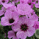Geranium cin. 'Ballerina' GM P9
