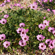 Geranium cin. 'Ballerina' GM P9