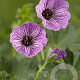 Geranium cin. 'Ballerina' GM P9