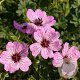 Geranium cin. 'Ballerina' GM P9