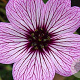 Geranium cin. 'Ballerina' GM P9