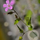 Geranium cin. 'Purpureum' GM P9