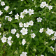 Geranium macul. 'Album' GM P9