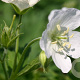 Geranium macul. 'Album' GM P9