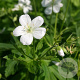 Geranium macul. 'Album' GM P9