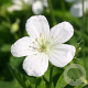 Geranium macul. 'Album' GM P9