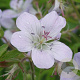 Geranium sylv. 'Ice Blue' GM P9