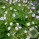 Geranium sylv. 'Ice Blue' GM P9