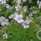 Geranium sylv. 'Ice Blue' GM P9