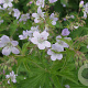 Geranium sylv. 'Ice Blue' GM P9
