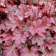 Heuchera 'Berry Smoothie' GM P9