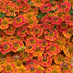 Helenium 'Salsa' GM P9