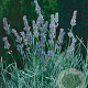 Lavandula int. 'Dutch' GM P9