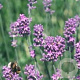 Lavandula int. 'Dutch' GM P9