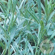 Lavandula int. 'Dutch' GM P9