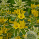 Lysimachia punctata 'Alexander' GM P9