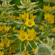 Lysimachia punctata 'Alexander' GM P9