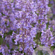Nepeta grandiflora 'Summer Magic' GM P9