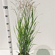 Panicum virgatum 'Heavy Metal' 60-80 cm 4,0L