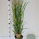 Panicum virgatum 'Heavy Metal' 60-80 cm 4,0L